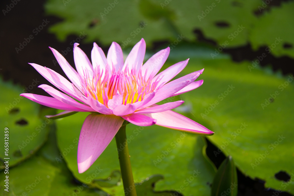 soft focus of lotus flower and soft color for background. The Lotus Flower. Background is the lotus leaf. soft focus of lotus flower and soft color for background. The Lotus Flower. Background is the lotus leaf.