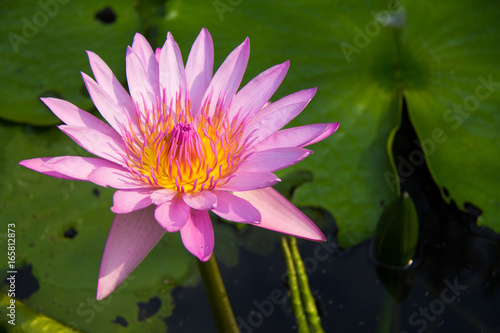 soft focus of lotus flower and soft color for background. The Lotus Flower. Background is the lotus leaf.