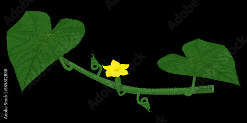 Photos Isolate small cucumber on stem on black background