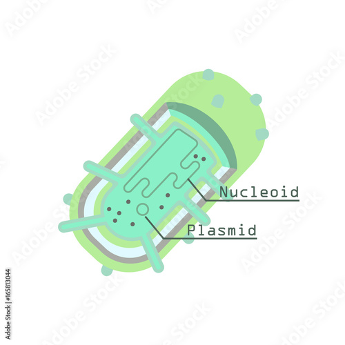 plasmid in bacterial cell.