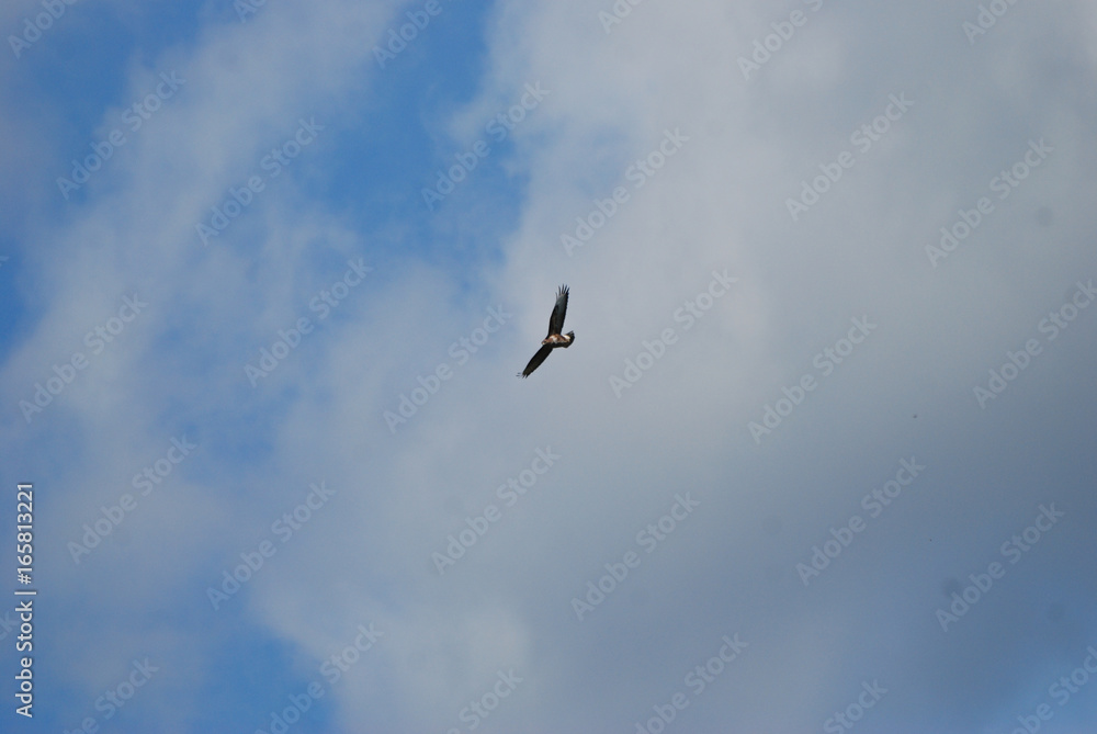 birdwatching in sardegna