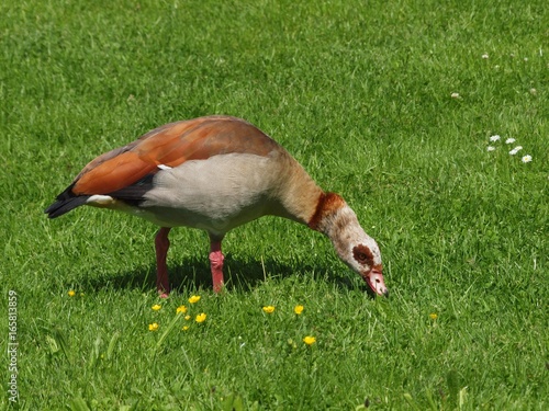 Nilgans © Stimmungsbilder1