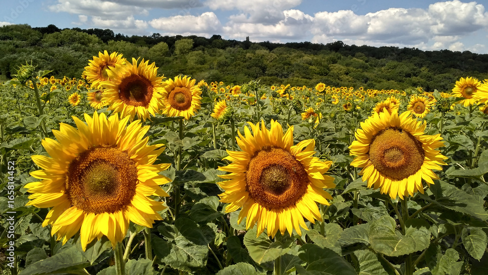 Field of blossoming sunflowers