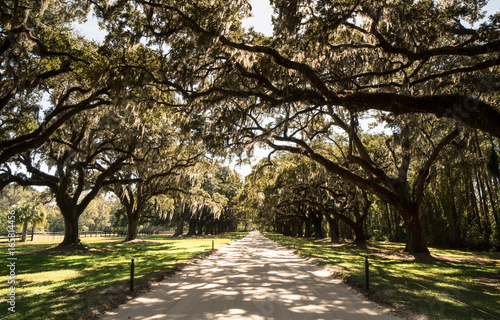 huge old oak trees covered in Spanish moss forming a natural alley and canopy over a gravel road in South Carolina in the summer © makasana photo