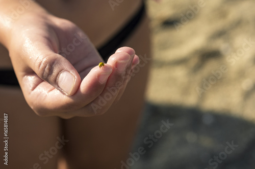 Hand lady beetle
