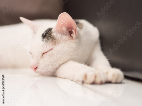 White Cat Sleeping on Floor