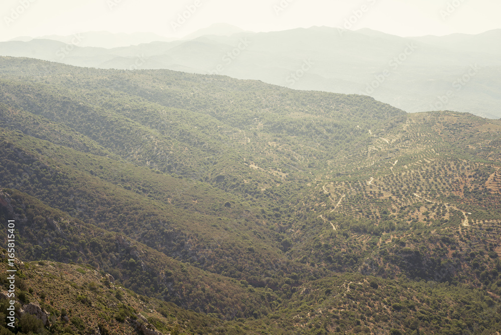 mountain overgrown by olive trees, view from top