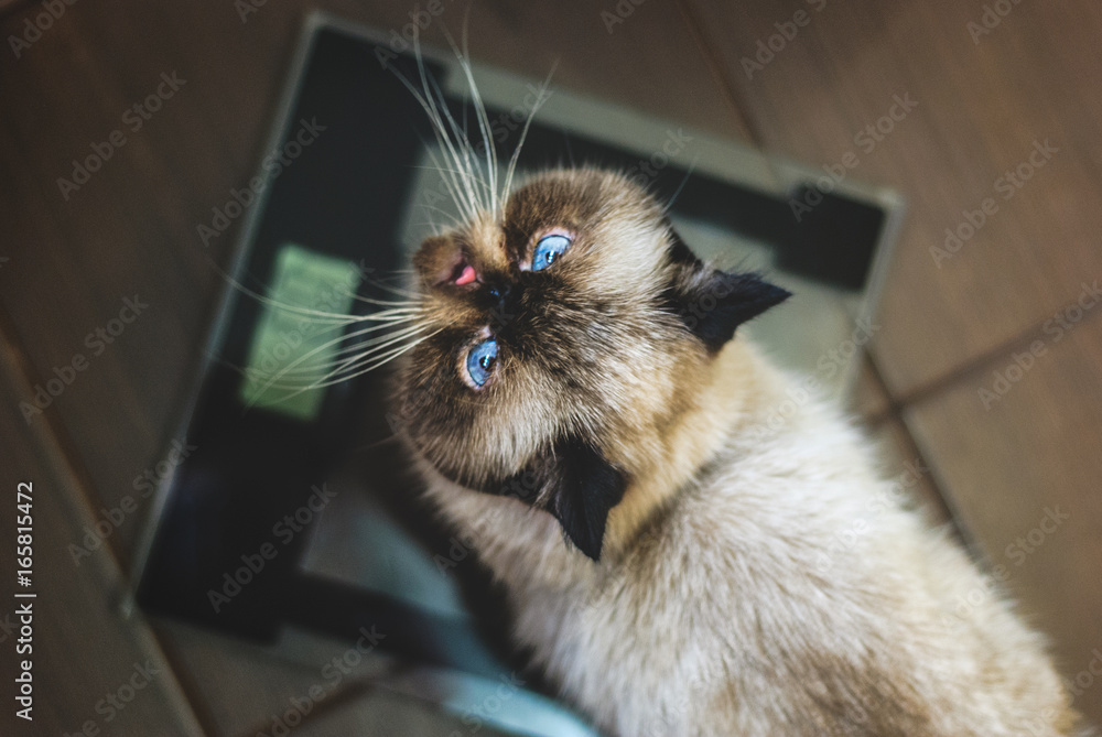Fototapeta premium exotic shorthair colorpoint cat on scales looking up
