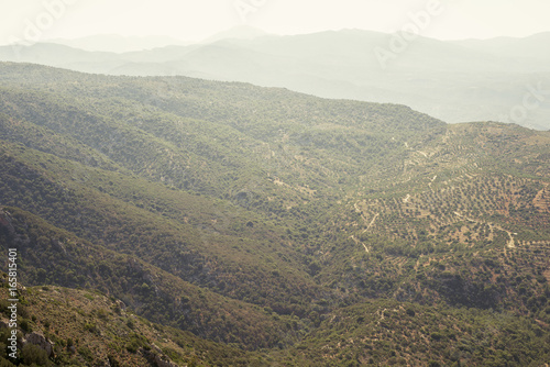 mountain overgrown by olive trees, view from top © nejuras