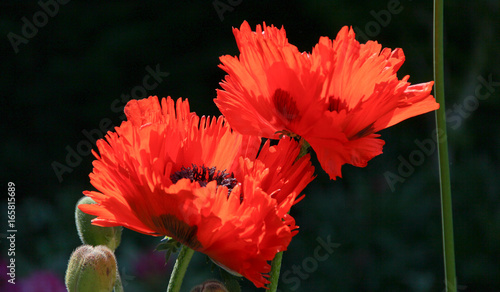 Mohn in voller Schönheit