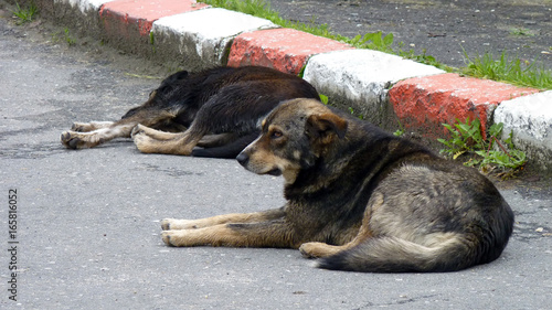Schlafender Hund in den Karpaten in Rumänien