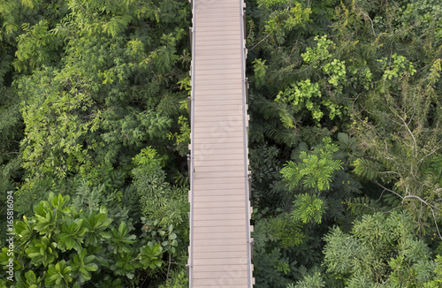 Top view of bridge over the trees.