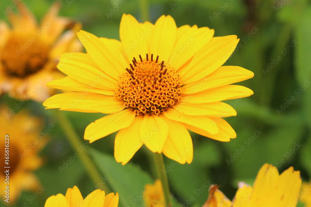 Obraz premium flowers nature