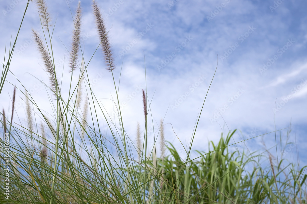 Grass flowers with sky clouds background.
