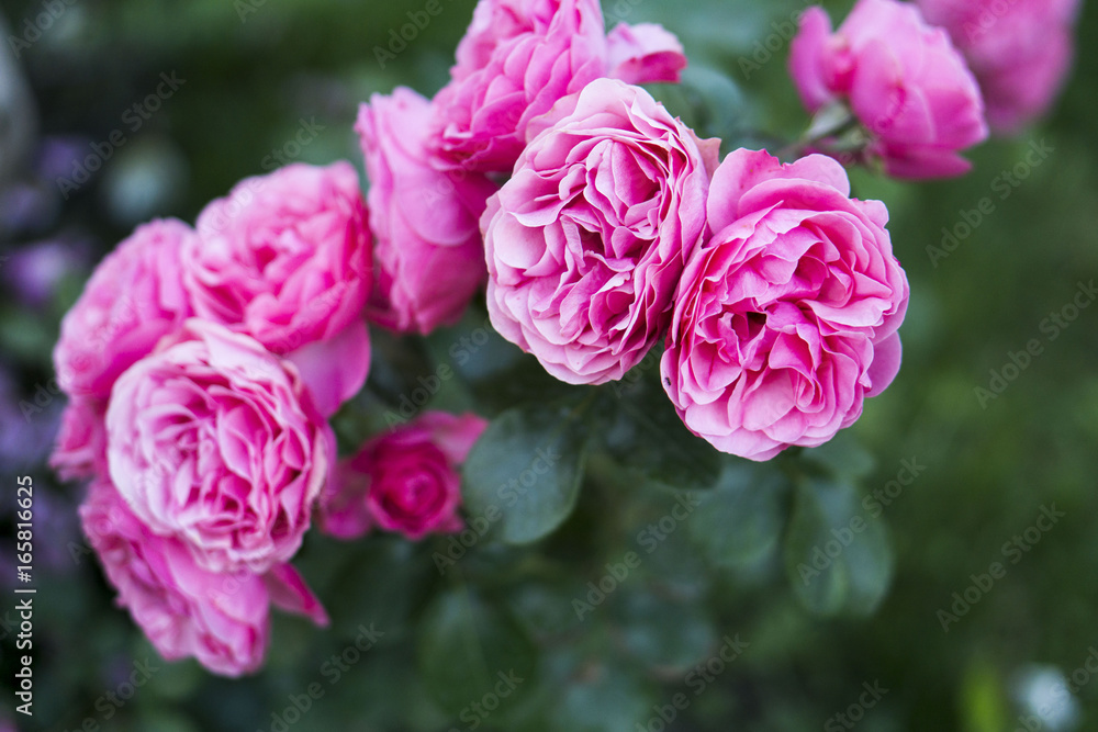 Pink roses blooming in the garden