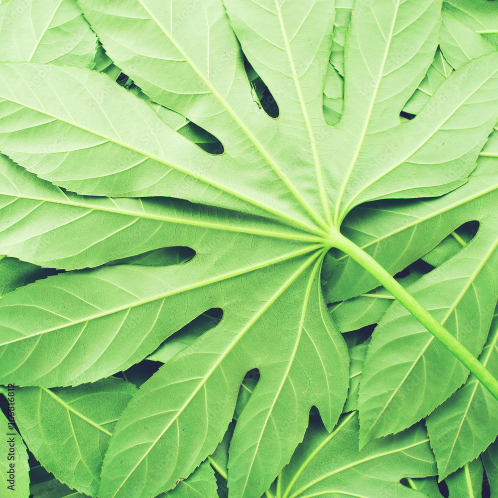 Obraz premium creative layout made of green tropical leaves, flat lay, frame. Nature concept