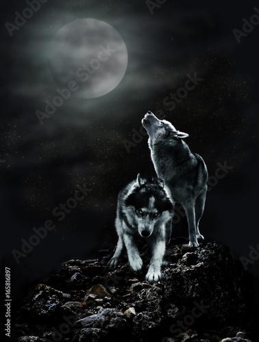 A pair of wolves on a dark night and the moon