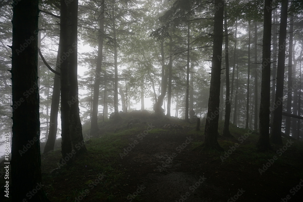 Forêt Transylvanie Forêt Transylvanie