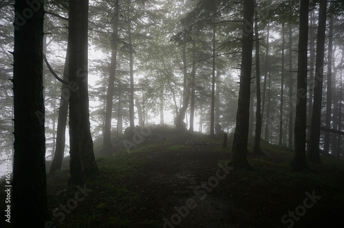 Forêt Transylvanie © izebize