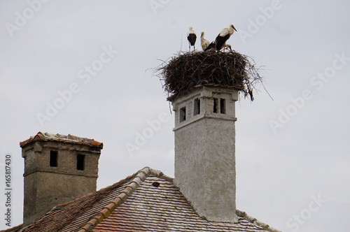 Cigognes transylvanie photo