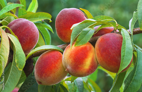 Ripe Peach Branch