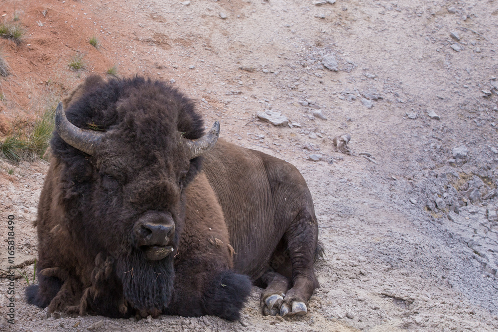 Fototapeta premium Bison