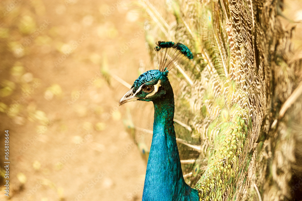 Beautiful majestic male peacock with blue head Beautiful majestic male peacock with blue head