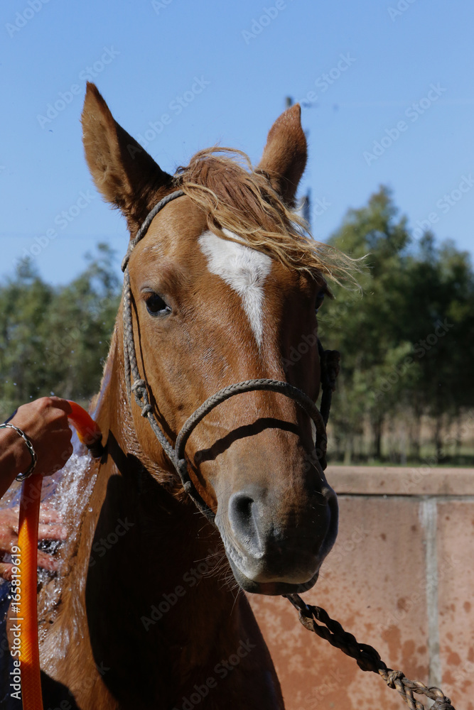 Obraz premium Fazenda de gado