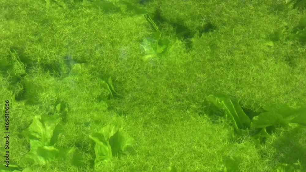High angle view of clear canal water with vivid green weed beneath as a background. The water ripples gently at first, gradually growing until the background is distorted. High angle view of clear canal water with vivid green weed beneath as a background. The water ripples gently at first, gradually growing until the background is distorted.