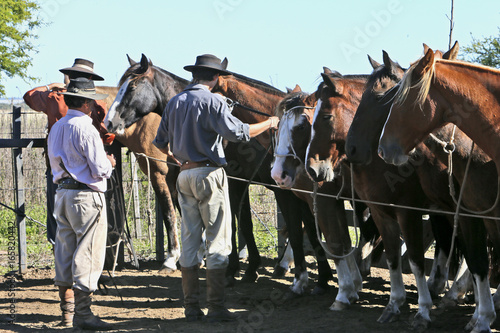 Tableau sur toile Fazenda de gado