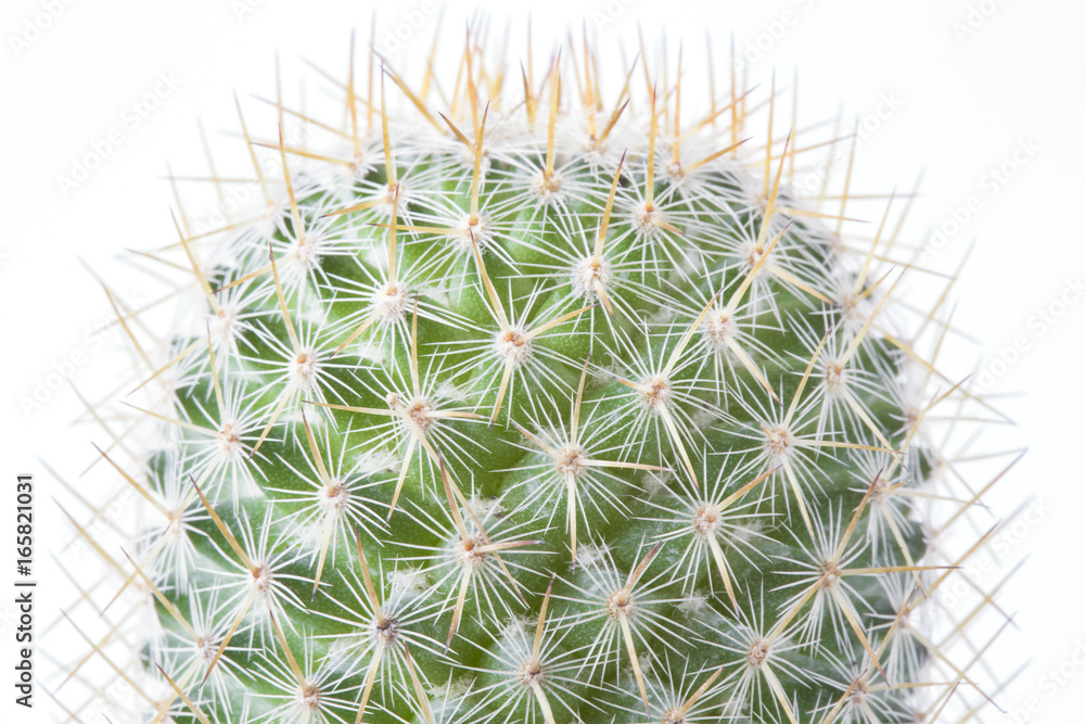 Cactus in brown pot on white background isolated.