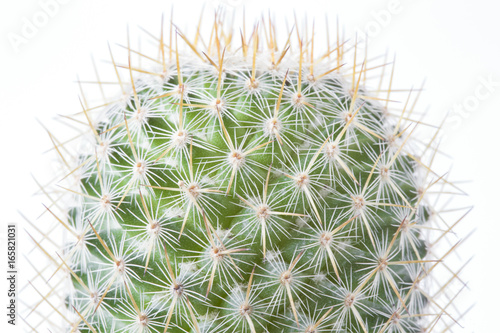 Cactus in brown pot on white background isolated.