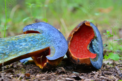 neoboletus luridiformis mushroom photo