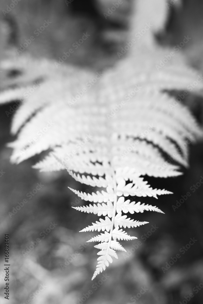 Naklejka premium fern