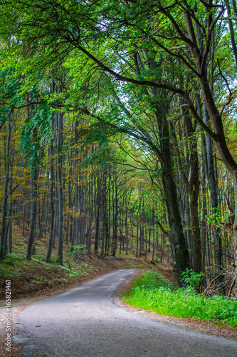 Bicycle road in forest