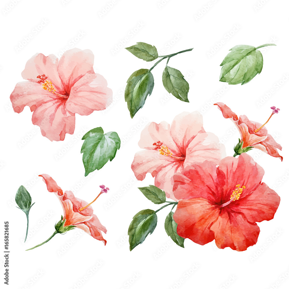 Watercolor vector tropical hibiscus flower - obrazy, fototapety, plakaty 