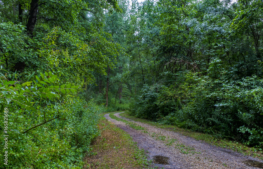 Fototapeta premium Forest road