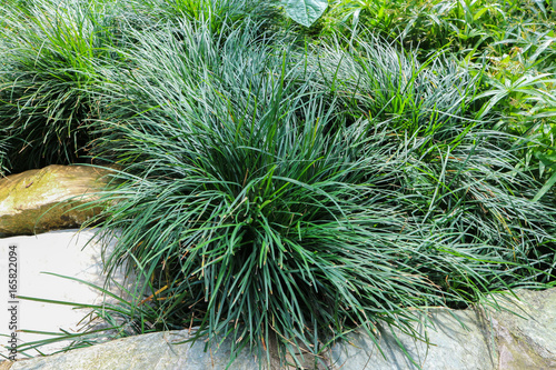 Bushy mondo grass (Ophiopogon japonicas) planted in the stone garden.