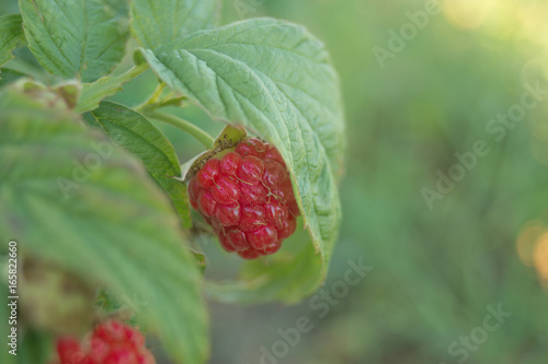 One ripe raspberry grows in the garden