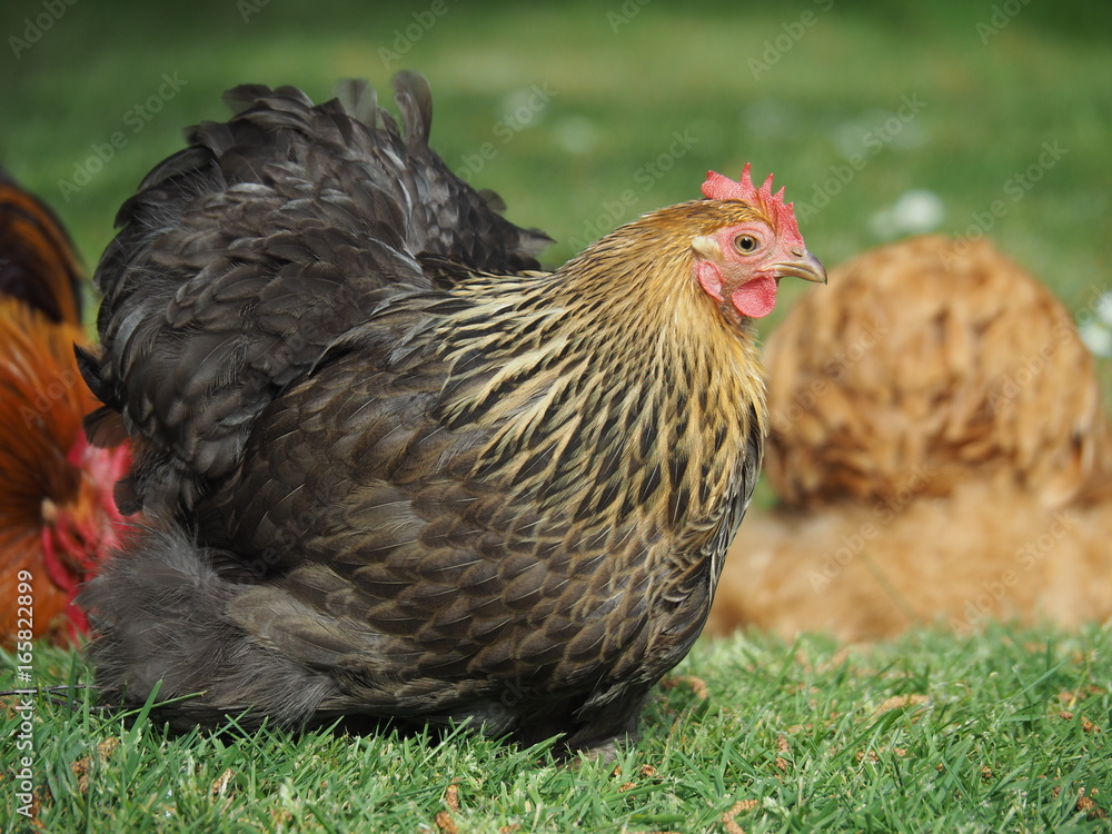 Zwerg Cochin Hühner auf der Wiese