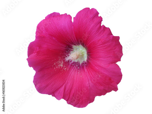 Pink flower mallow isolated closeup