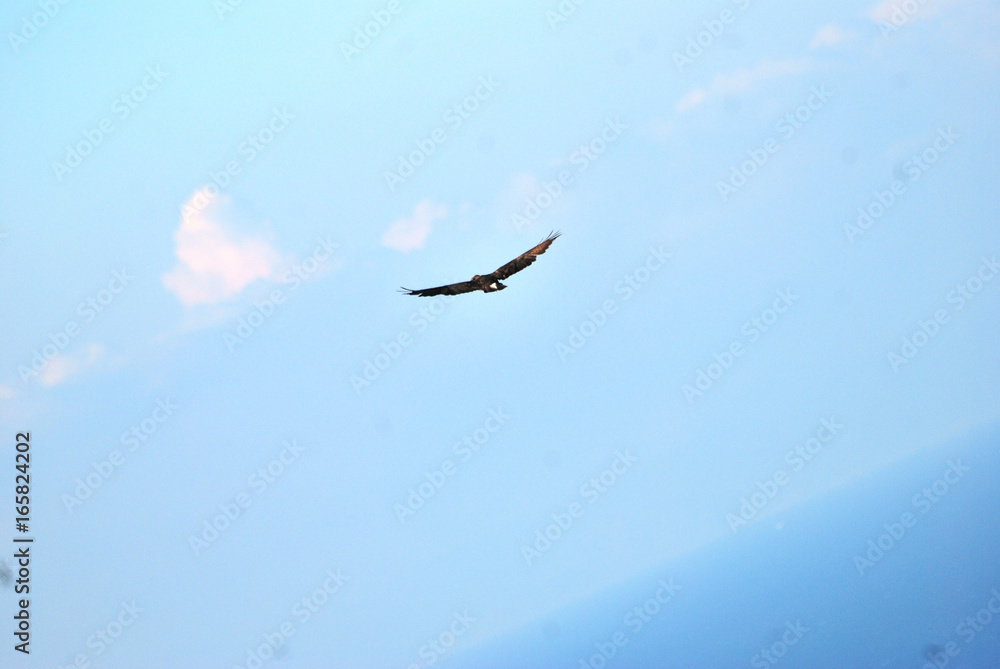 Fototapeta premium Birdwatching in Sardegna