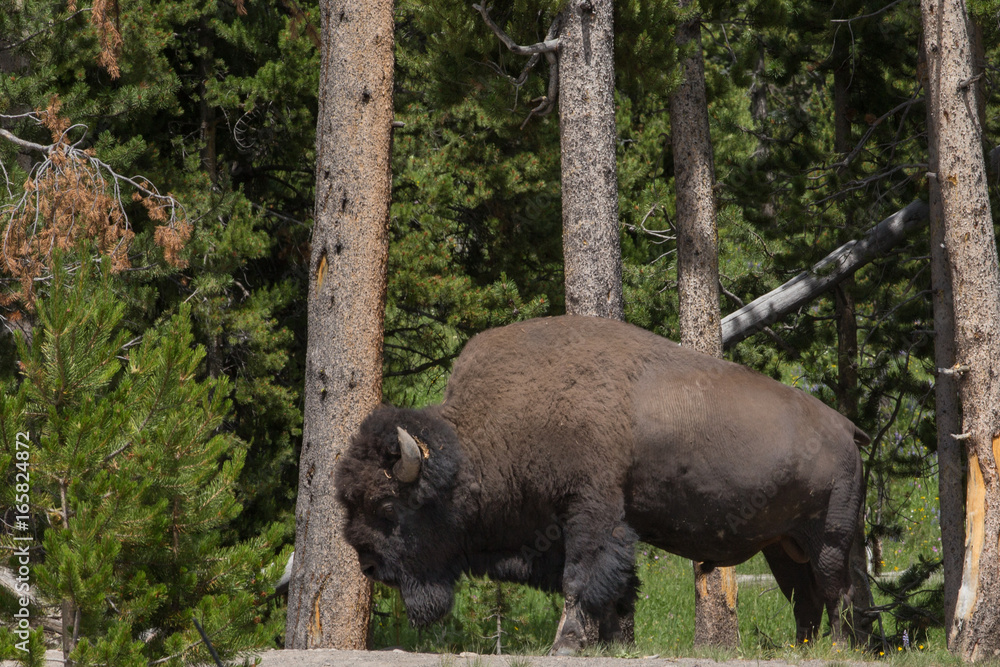 Roaming buffalo Roaming buffalo