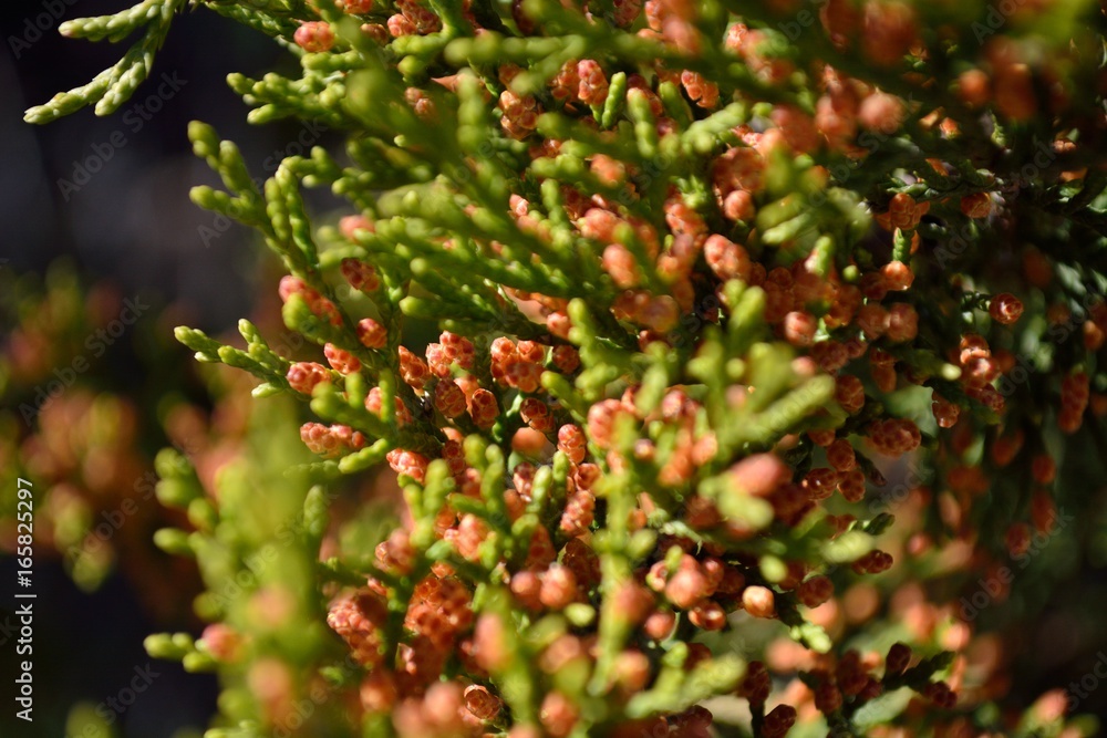 Obraz premium Evergreen