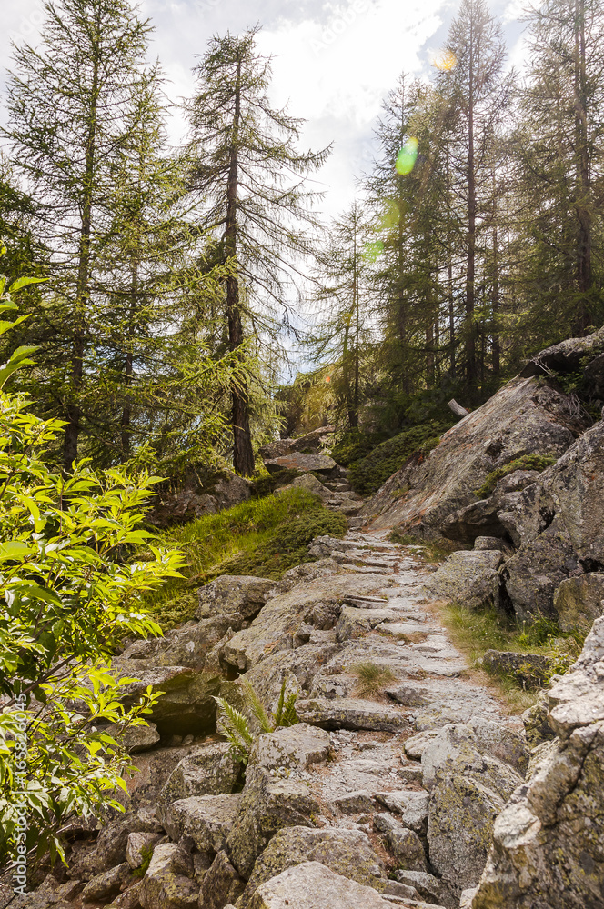 Obraz premium Maloja, via Engiadina, Wanderweg, Höhenweg, Naturweg, Wald, Grevasalvas, Sils, Oberengadin, Alpen, Graubünden, Sommer, Schweiz