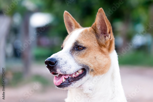 Closeup head of a white and brown dog with open mouth on blurred background.