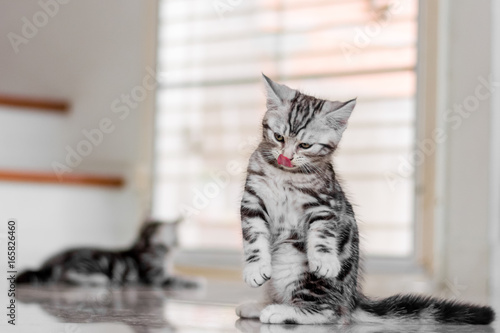 Cute American shorthair cat kitten standing on the floor