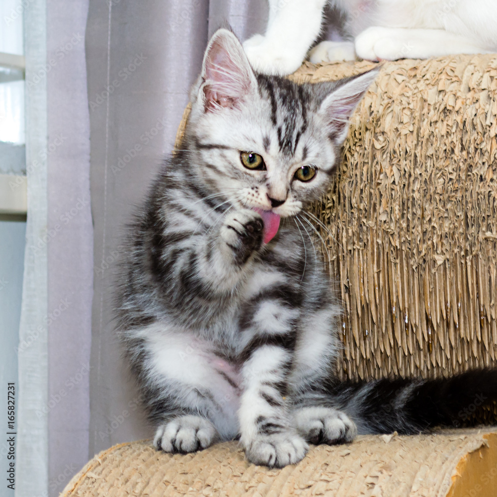 American shorthair cat cleansing its body. American shorthair cat cleansing its body.