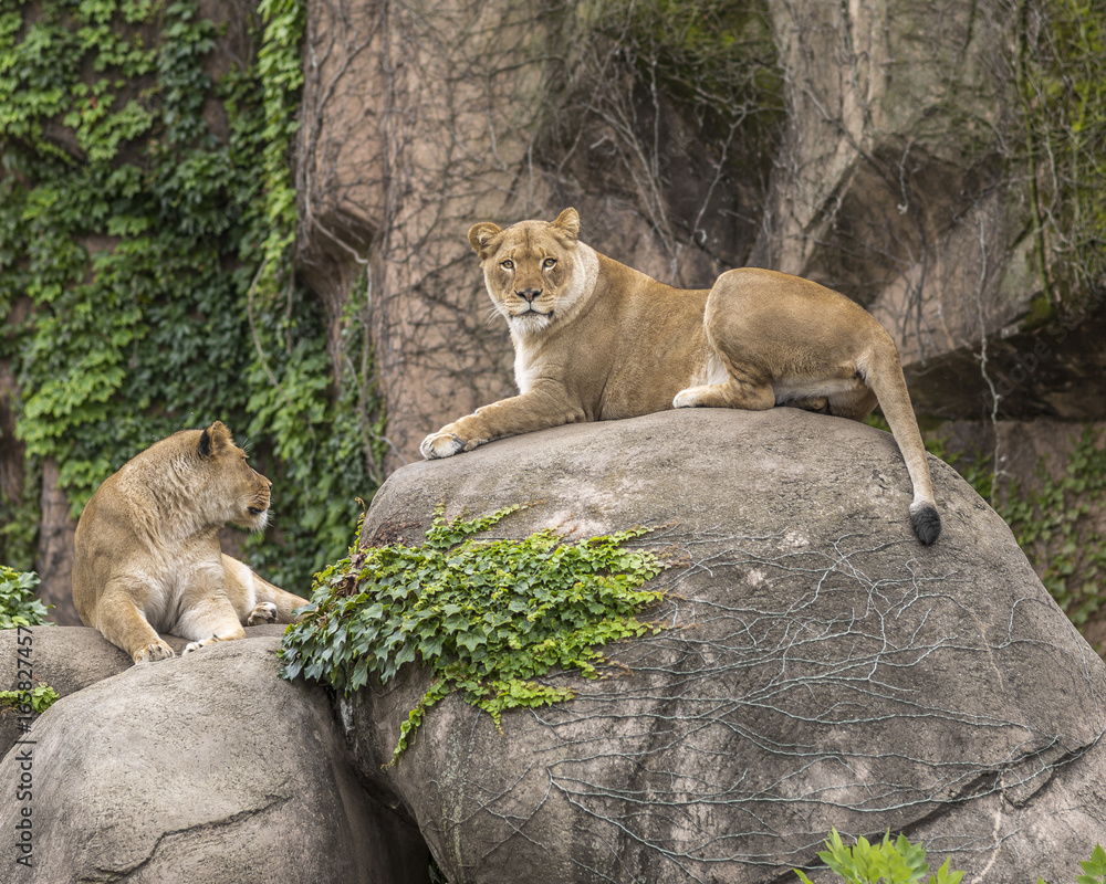 Lions at rest Lions at rest