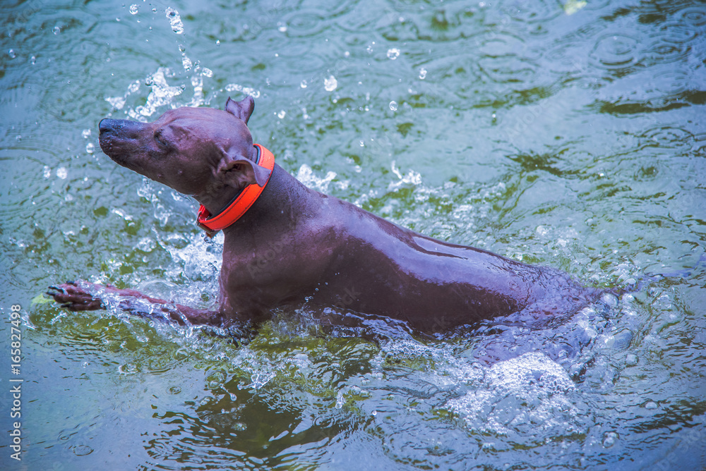 Fototapeta premium planschen